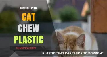 Plastic Peril: Cats and Chewing Hazards