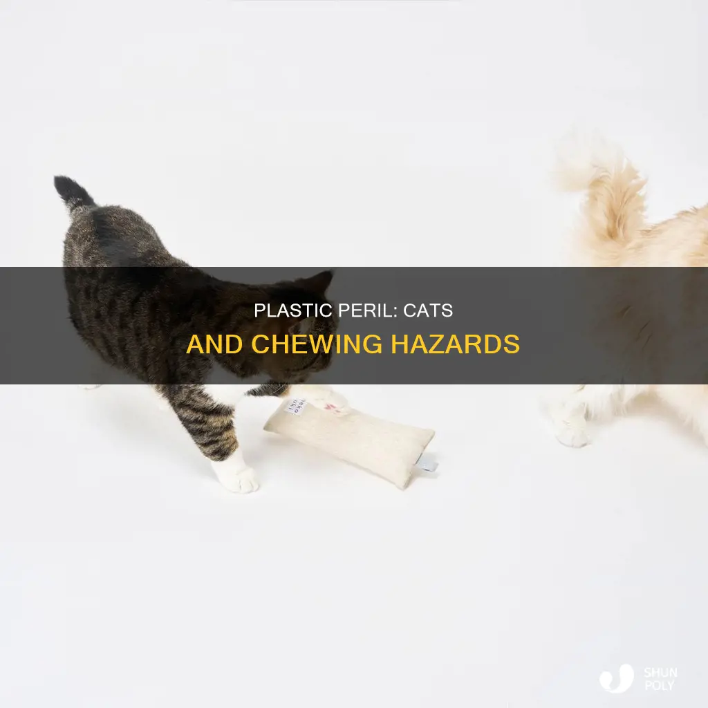 should i let my cat chew plastic