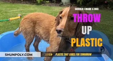 Should You Induce Vomiting in Dogs After Eating Plastic?