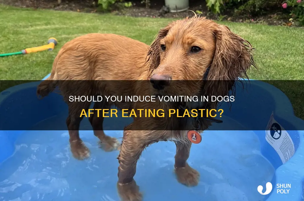 should i make a dog throw up plastic