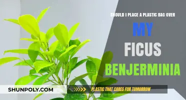 Should You Cover Your Ficus Benjamina with a Plastic Bag?