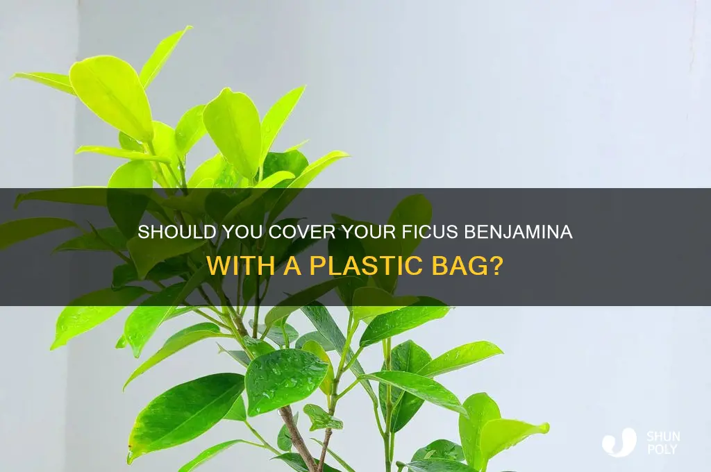 should i place a plastic bag over my ficus benjerminia