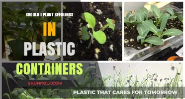 Plastic Containers for Seedlings: Good or Bad?