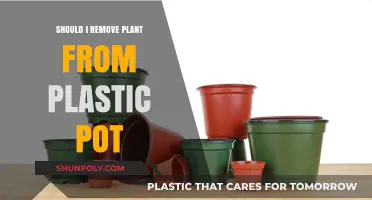 Should You Remove Plants from Plastic Pots? Pros and Cons Explained