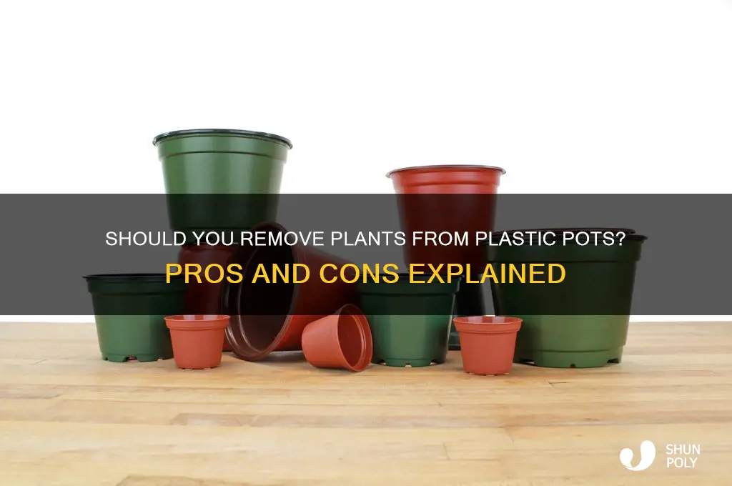 should i remove plant from plastic pot