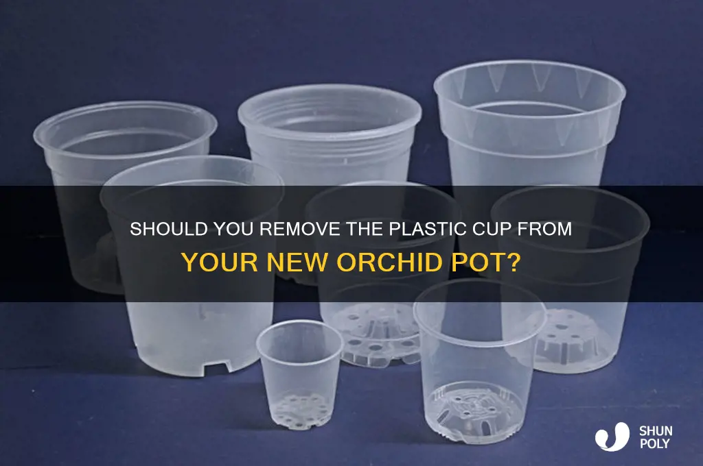 should i remove plastic cup in new orcid pot