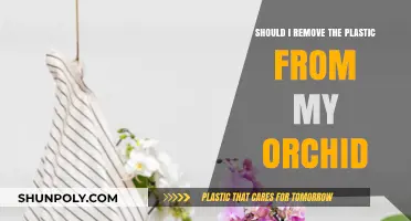 Should You Remove Plastic From Your Orchid? Expert Tips and Advice
