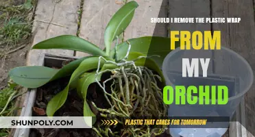 Should You Remove Plastic Wrap from Your Orchid? Expert Tips