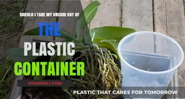 Orchid Care: To Repot or Not?