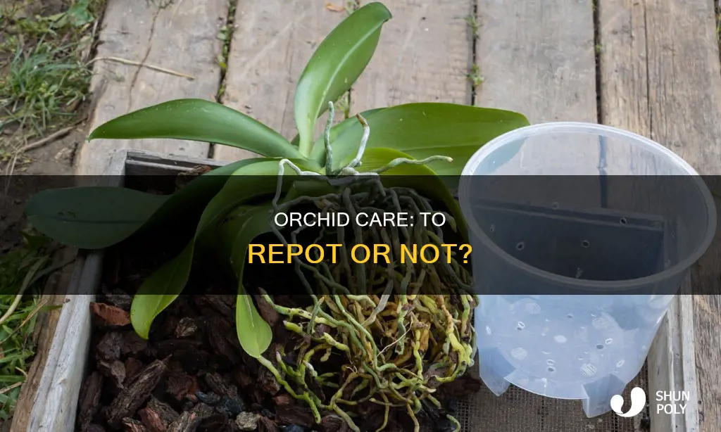should i take my orchid out of the plastic container