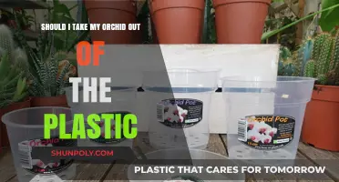 Orchid Care: To Plastic or Not to Plastic?
