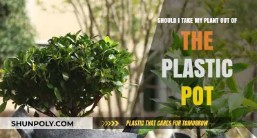 Should I Transplant My Plant Out of Its Plastic Pot?