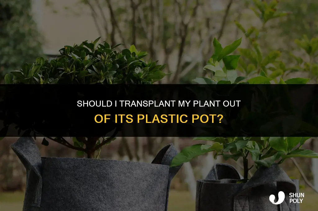should i take my plant out of the plastic pot