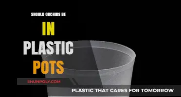 Plastic Pots: Friend or Foe for Orchids?