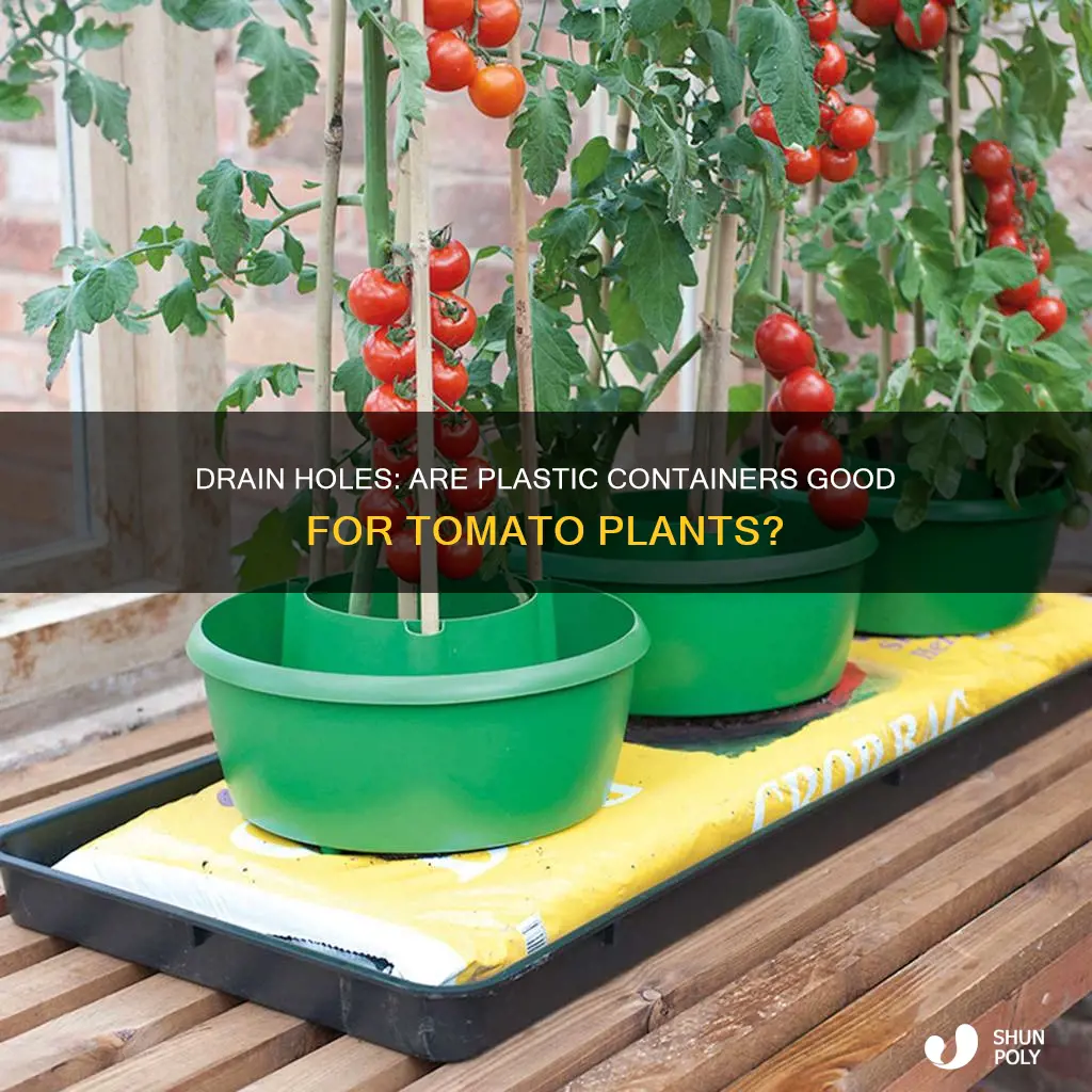 should plastic containers have drain holes for plantin tomatoes