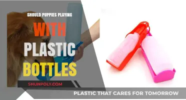 Puppies and Plastic Bottles: Safe Play or Hidden Danger?