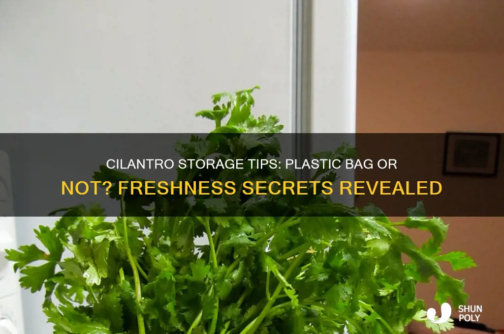 should you keep cilantro in a plastic bag