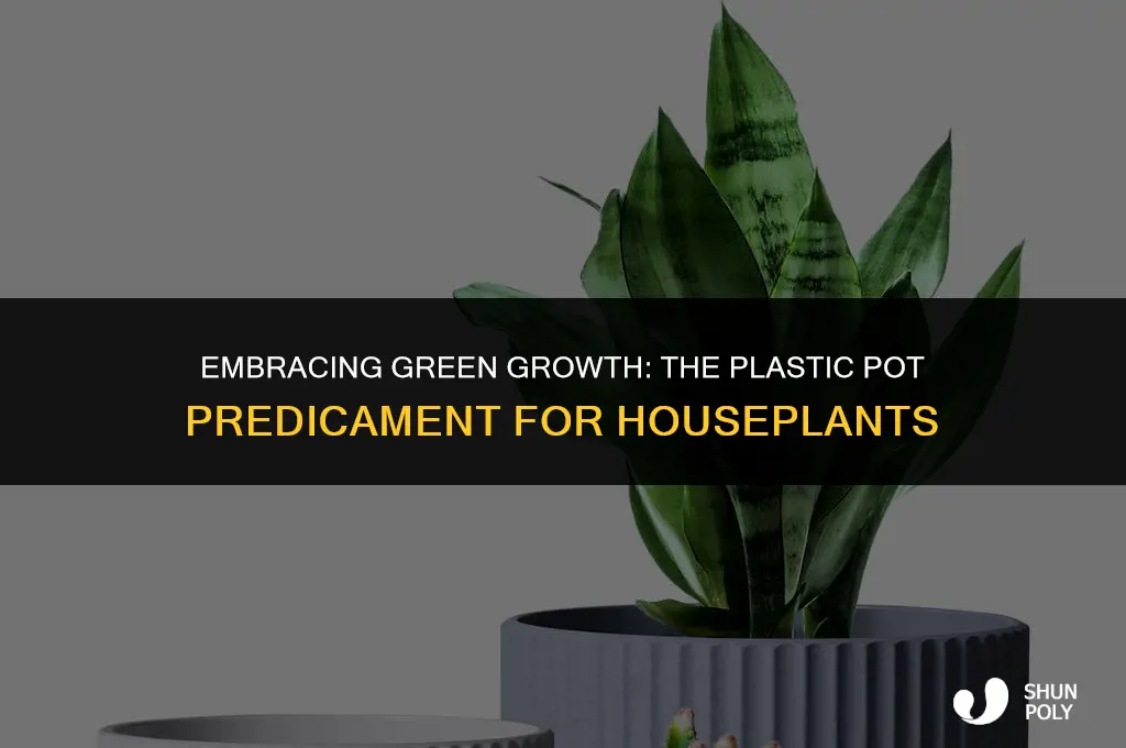 should you take houseplants out of plastic pot