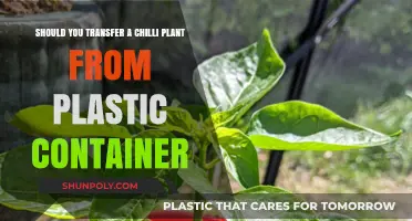 Transferring Chilli Plants: Plastic Containers to Avoid?