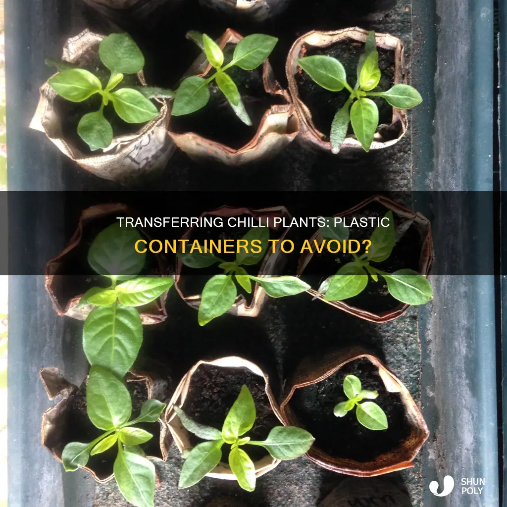 should you transfer a chilli plant from plastic container