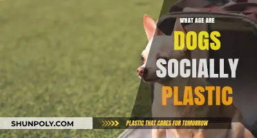 Social Plasticity in Dogs: The Age of Adaptability
