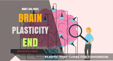 Brain Plasticity: When Does Neuroplasticity Decline?