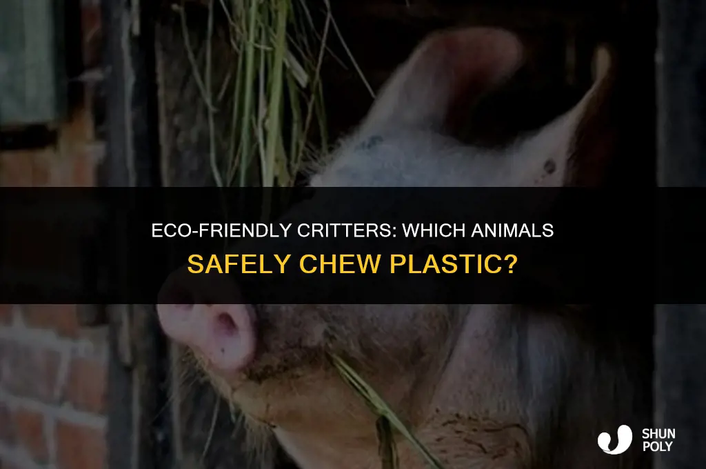 what animal will chew plastic