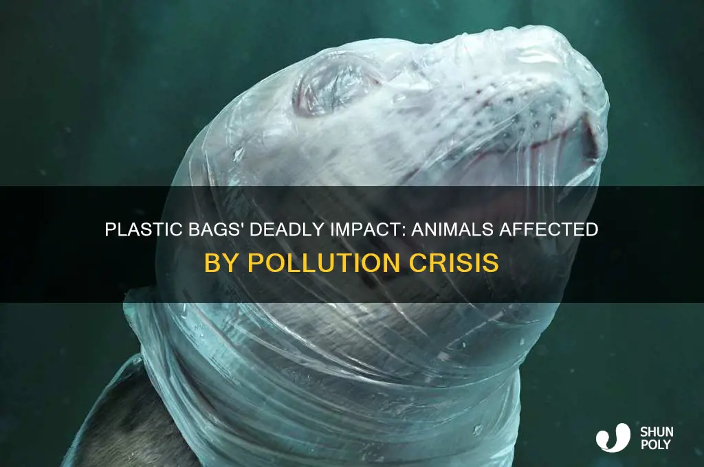 what animals are affected by plastic bags