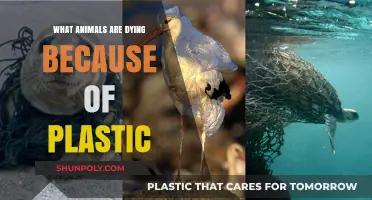 Plastic Pollution: Killing Our Wildlife