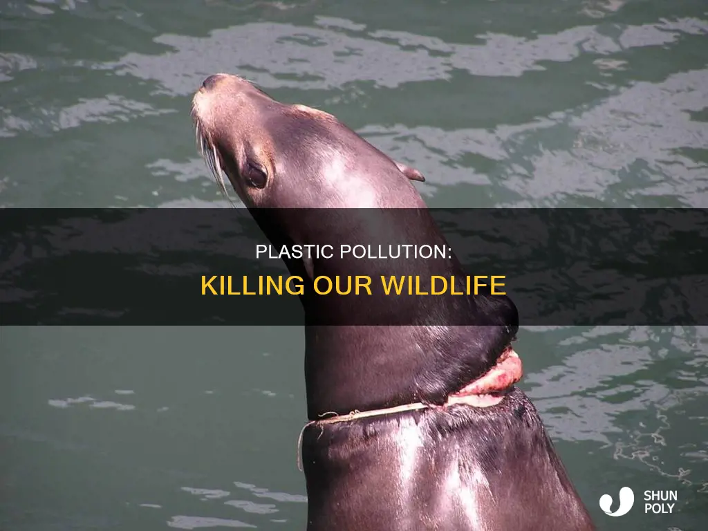 what animals are dying because of plastic