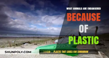 Plastic's Deadly Toll: Animals Endangered
