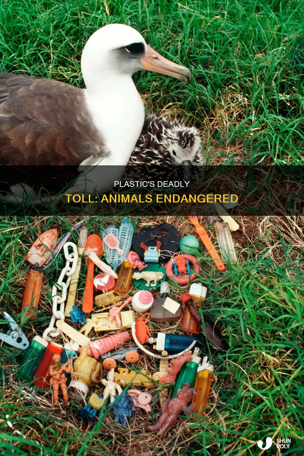 what animals are endangered because of plastic