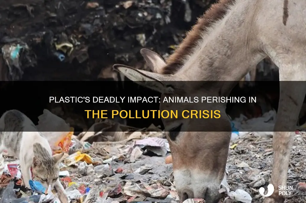 what animals are getting killed by plastic