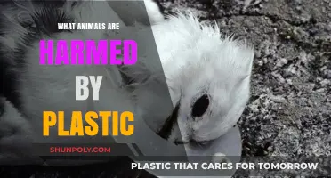 Plastic's Impact: Animals Harmed by Pollution