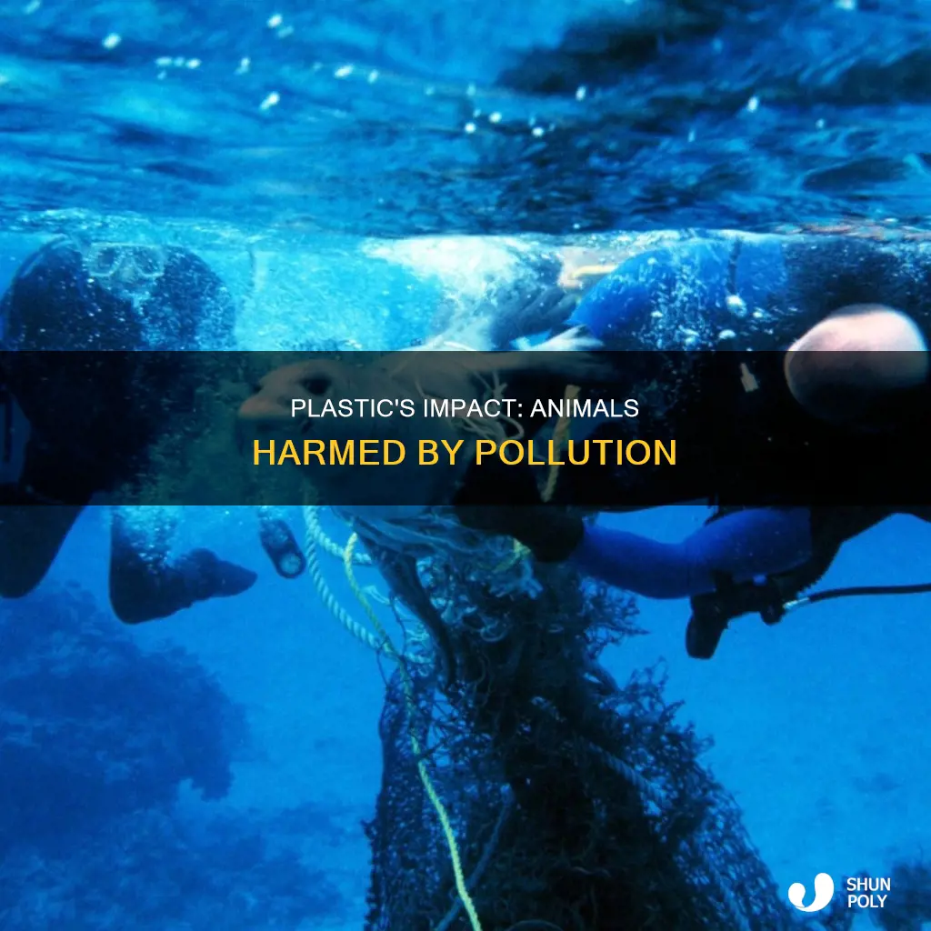 what animals are harmed by plastic