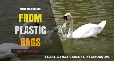 Deadly Plastic Bags: Which Animals Are Most Vulnerable?