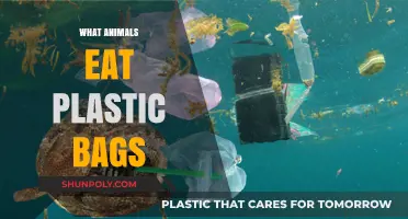 Why Animals Mistake Plastic Bags for Food and the Consequences