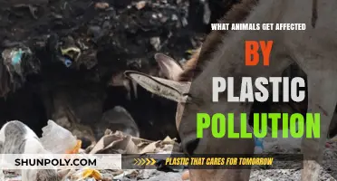 Plastic Pollution's Impact: Animals Affected by Our Waste Crisis