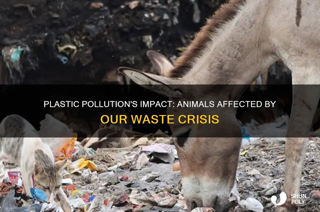 what animals get affected by plastic pollution