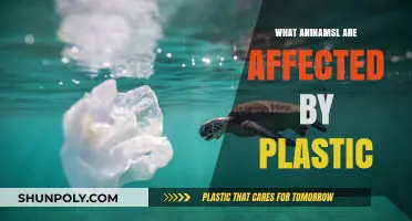 Plastic's Impact: Animals in Danger