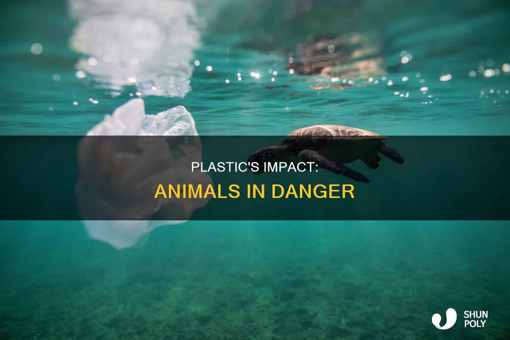 what aninamsl are affected by plastic