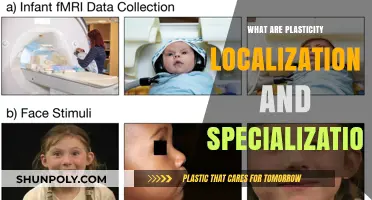 Brain Plasticity: Localized and Specialized