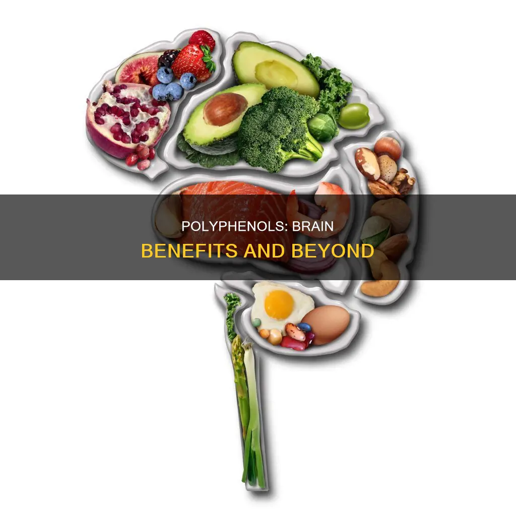 what are polyphenols and synaptic plasticity pubmed