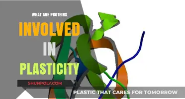 Key Proteins: Unlocking the Brain's Plasticity Potential