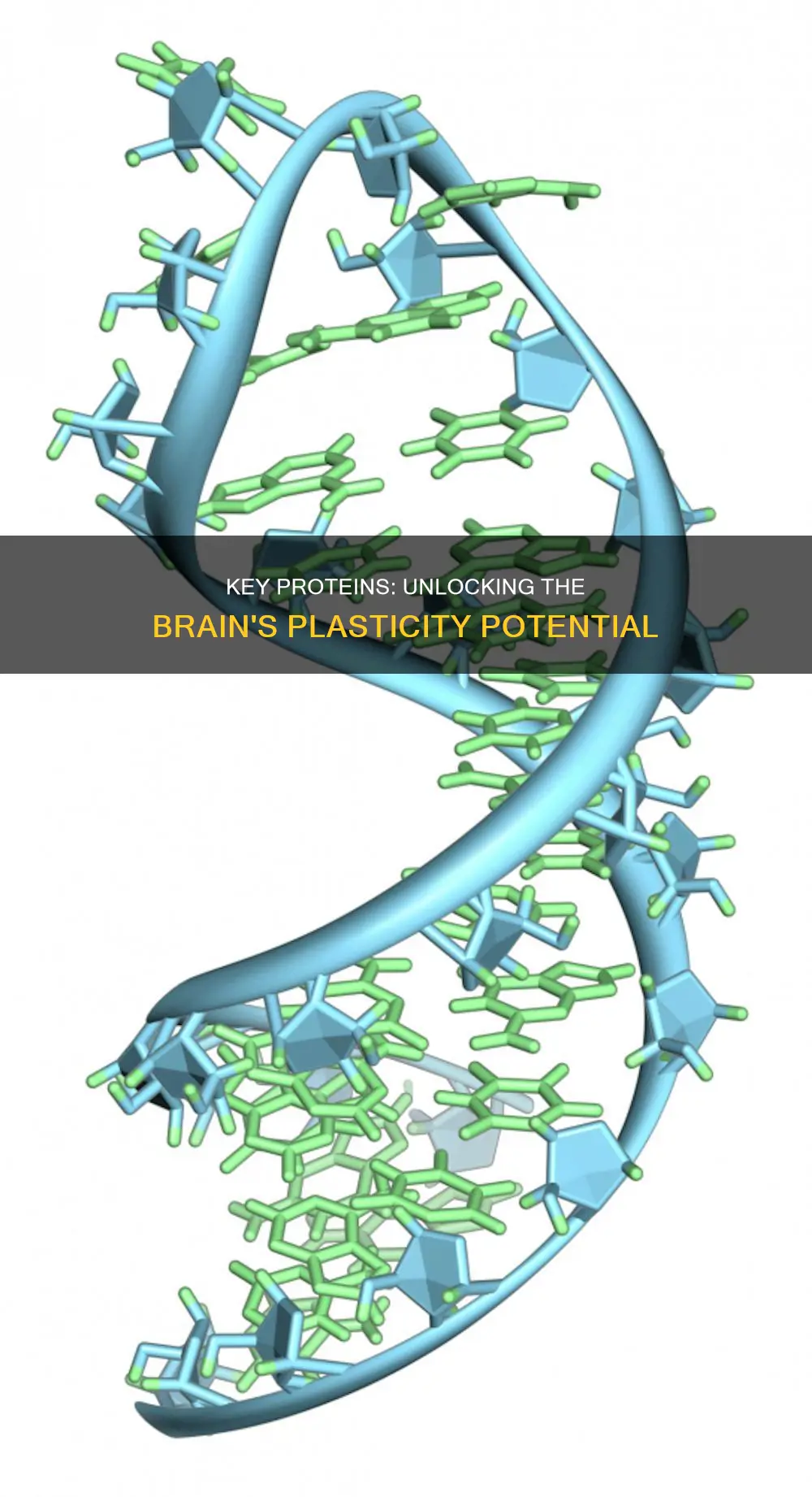 what are proteins involved in plasticity