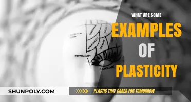 Explore the Amazing World of Brain Plasticity