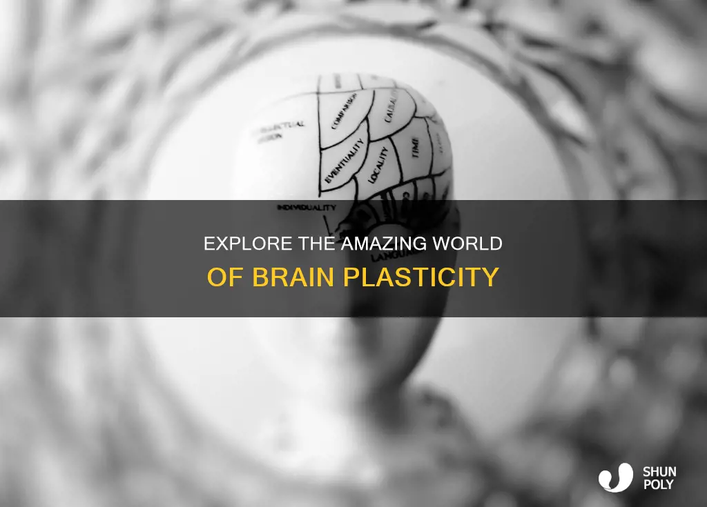 what are some examples of plasticity