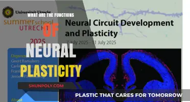 Understanding Neural Plasticity: Functions and Mechanisms