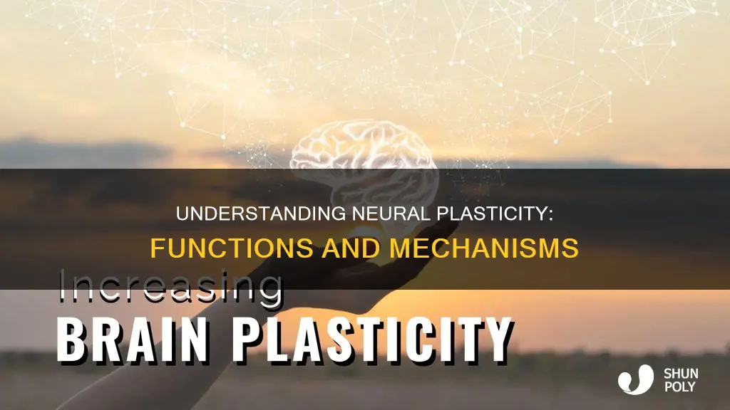 what are the functions of neural plasticity