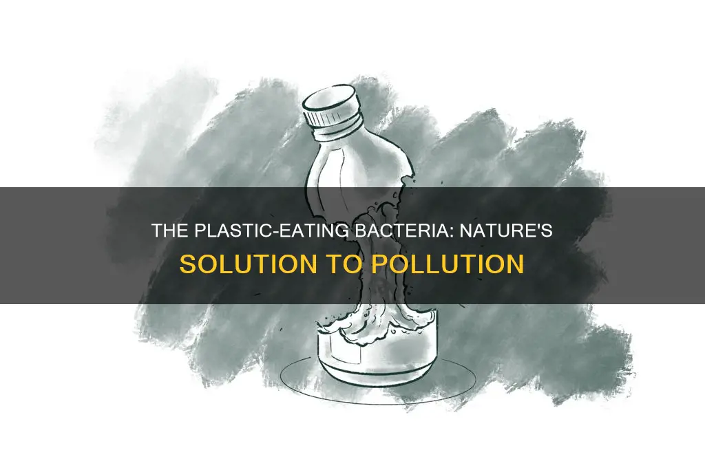 what bacteria helps with breaking down plastics